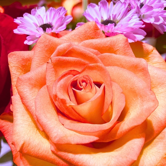 rosesafterrain7